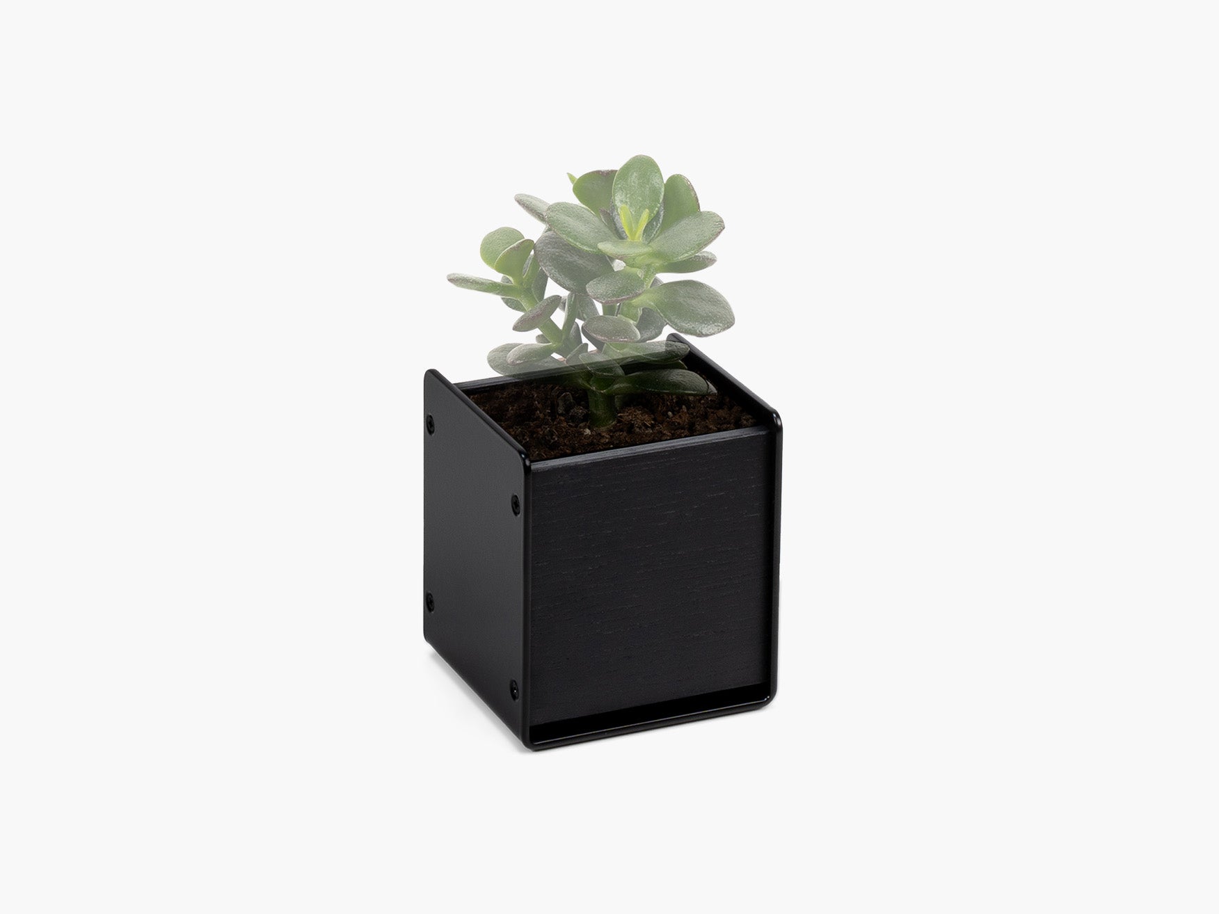 BALOLO, Planter, Übertopf, Pflanztopf, Pflanze, Zimmerpflanze, Inneneinrichtung, Büro, Home Office, Wohnzimmer, Amerikanische Eiche, Design, Deko, Dekoration, Schreibtischzubehör. Schreibtisch, Arbeitsplatz, Monitorständer, All Black, schwarz gebeizt, #material_All Black