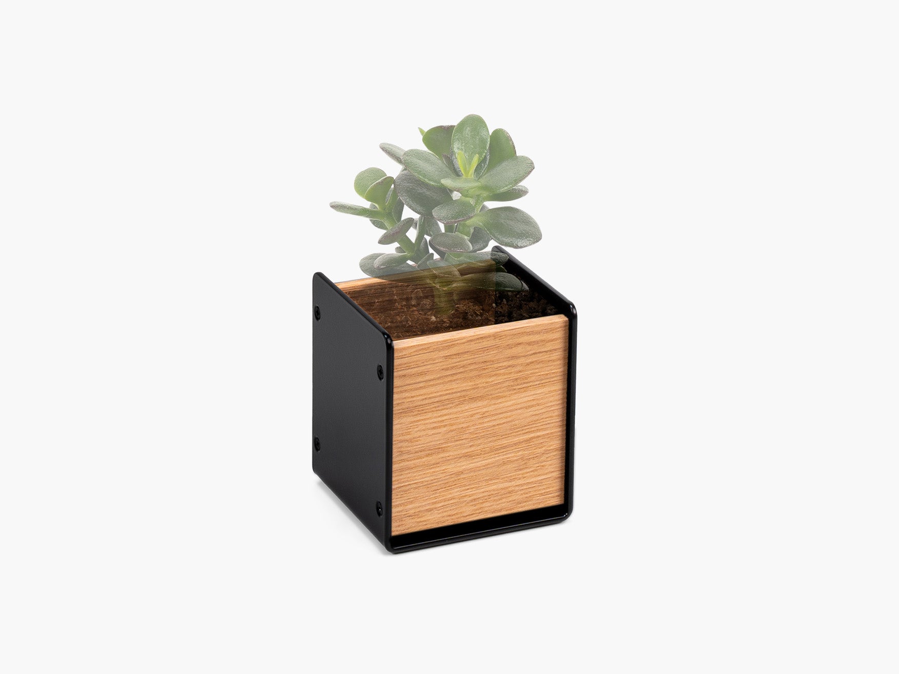 BALOLO, Planter, Übertopf, Pflanztopf, Pflanze, Zimmerpflanze, Inneneinrichtung, Büro, Home Office, Wohnzimmer, Amerikanische Eiche, Design, Deko, Dekoration, Schreibtischzubehör. Schreibtisch, Arbeitsplatz, Monitorständer, #material_Eiche