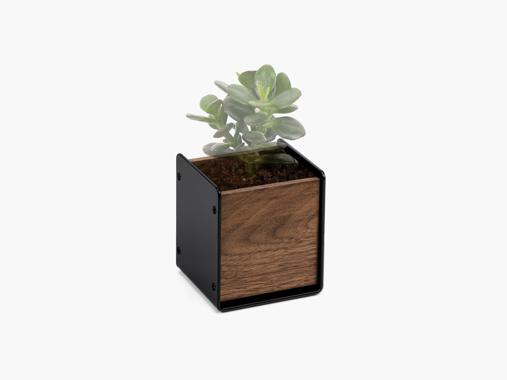 BALOLO, Planter, Übertopf, Pflanztopf, Pflanze, Zimmerpflanze, Inneneinrichtung, Büro, Home Office, Wohnzimmer, Amerikanischer Nussbaum, Design, Deko, Dekoration, Schreibtischzubehör. Schreibtisch, Arbeitsplatz, Monitorständer, #material_Amerikanischer Nussbaum