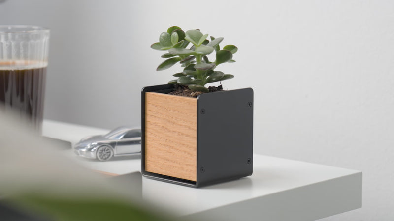 BALOLO, Planter, Plfanztopf, Übertopf, Büropflanzen, Pflanzentopf, aufgeräumter Schreibtisch, Schreibtischzubehör, organisierter Arbeitsplatz, Home Office, Büro, Montiorständer, Monitorerhöhung, modularer Arbeitsplatz, ergonomisches Arbeiten
